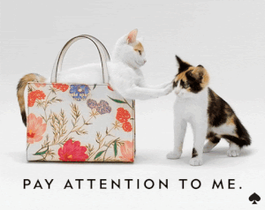 pay attention to me cat gif
