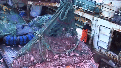 industrial fishing net