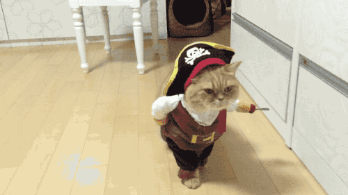cat pirate costume